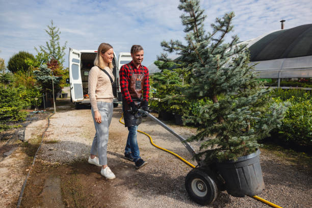 The Steps Involved in Our Tree Care Process in Marietta Alderwood, WA